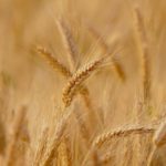 Asociația Exportatorilor și Importatorilor de Produse Agricole și Cerealiere: ”Exportul de grâu trebuie reluat cât mai rapid”