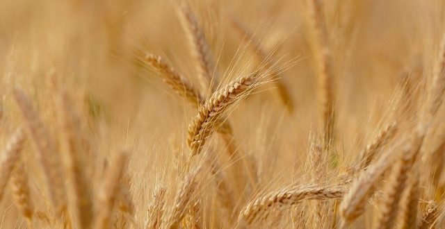 Ucraina a exportat peste un milion de tone de cereale în aprilie
