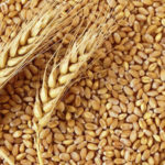 Cotaţia grâului a crescut după ce India a restricţionat exporturile