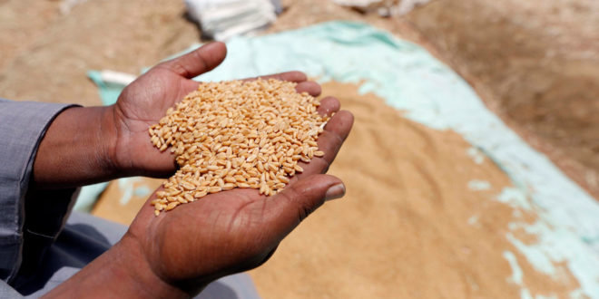 Egiptul renunţă la licitaţii şi vrea să cumpere grâu prin discuţii directe cu traderii