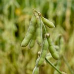UE va obține o producție record de soia