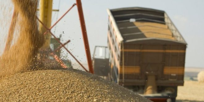 Ucraina: Recolta de cereale în acest an ar putea scădea până la 52,5 – 55,4 milioane de tone
