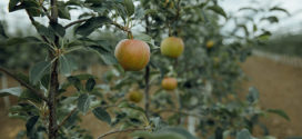 Fermierii moldoveni testează un portaltoi de măr, creat în SUA pentru înființarea livezilor superinensive care asigură calitate înaltă a fructelor