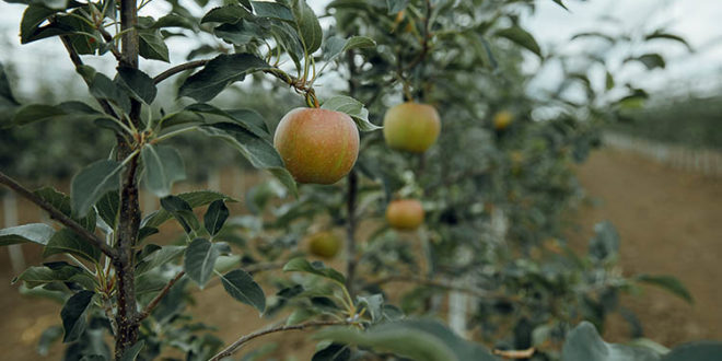 Fermierii moldoveni testează un portaltoi de măr, creat în SUA pentru înființarea livezilor superinensive care asigură calitate înaltă a fructelor