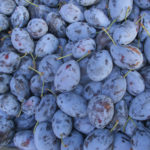 Peste 3 400 tone de prune moldovenești au fost exportate în iulie