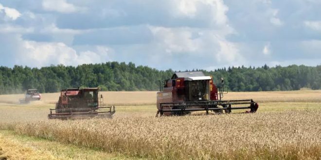 Bloomberg: Recolta mare de grâu din Rusia reduce semnificativ preţurile pe plan mondial