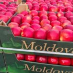 Exporturile moldovenești de mere în ianuarie s-au dublat comparativ cu decembrie