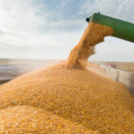 Rusia anunță că ar urma să exporte 55 – 60 milioane de tone de cereale în sezonul curent. Prețurile sunt în cădere liberă