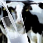 Sectorul procesării laptelui ar putea să dispară în Republica Moldova