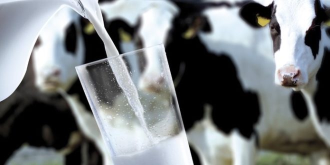Sectorul procesării laptelui ar putea să dispară în Republica Moldova