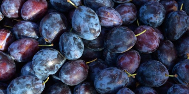 Republica Moldova – cel mai mare exportator de prune în Germania
