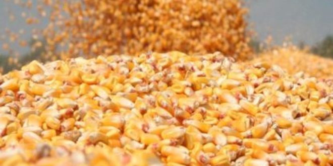 Raport USDA – luna mai. Prognoze noi pentru piața de grâu și porumb