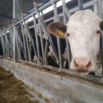 Importurile din Ucraina fac ravagii: fermierii bulgari se plâng că aruncă laptele pentru că procesatorii cumpără mai ieftin din Ucraina