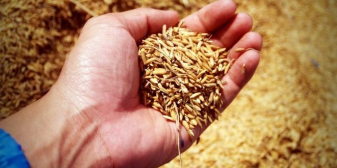 Ucraina nu intenționează să limiteze exporturile de grâu în acest an