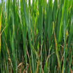 Avertizare fitosanitară de boli la cereale 22-29 mai 2023