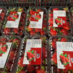 Primul producător de căpșuni din Republica Moldova a obținut certificatele ce vor permite exportarea fructelor pe piața europeană