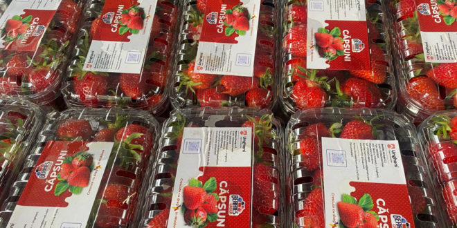 Primul producător de căpșuni din Republica Moldova a obținut certificatele ce vor permite exportarea fructelor pe piața europeană