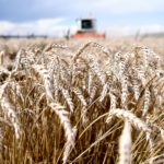 Analiză: Producțiile de 6 t/ha grâu, 3,5 t/ha rapiță și 8 t/ha porumb nu acoperă costurile de producție în Polonia
