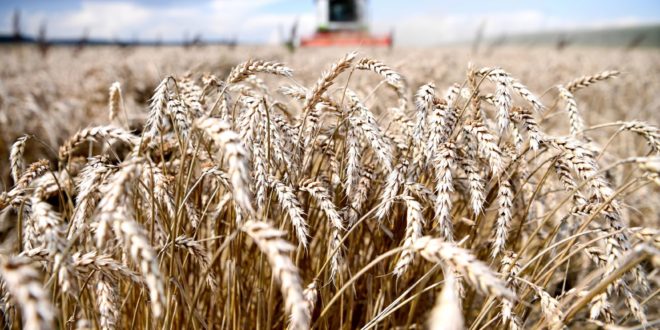 Analiză: Producțiile de 6 t/ha grâu, 3,5 t/ha rapiță și 8 t/ha porumb nu acoperă costurile de producție în Polonia