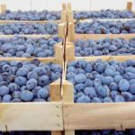 Datorită exporturilor active, prețul prunelor moldovenești rămâne la un nivel record