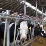 Sute de fermieri olandezi își închid voluntar fermele de animale. UE le acordă compensații financiare