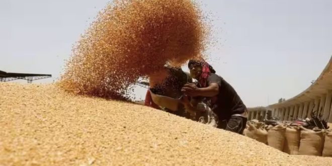 Rusia a reușit să vândă încă 300.000 de tone de grâu în Egipt