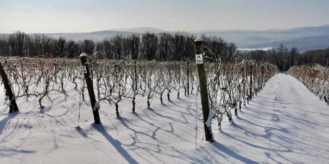 Снегопады в Молдове – благо или риск ущерба для садов и виноградников?
