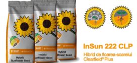 InSun 222 CLP – Hibrid de floarea-soarelui semitardiv Clearfield® Plus cu o producție ridicată și stabilă
