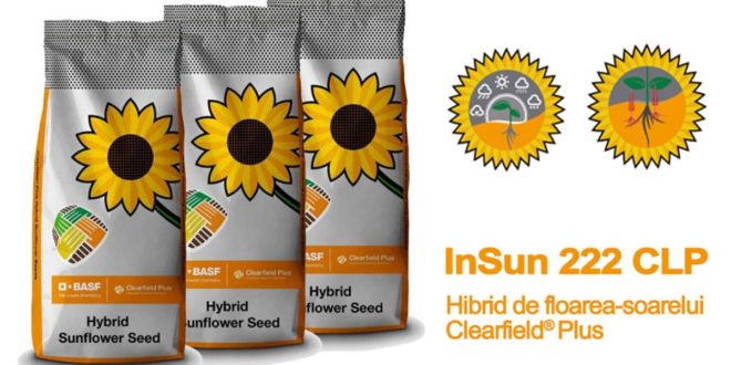 InSun 222 CLP – Hibrid de floarea-soarelui semitardiv Clearfield® Plus cu o producție ridicată și stabilă