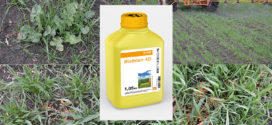 Fotografia zilei: eficacitatea utilizării erbicidului Biathlon® 4D la grâu