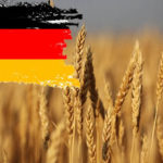 Recolta de cereale a Germaniei, în cădere liberă! De ce scad producțiile?