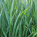 Avertizare fitosanitară de boli la grâu – 23 aprilie 2024