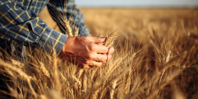 Mai mulți agricultorii susțin că vor avea o recoltă mică din cauza vremii