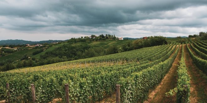 Cum să depășești stresul abiotic la Chardonnay și alte soiuri de struguri?