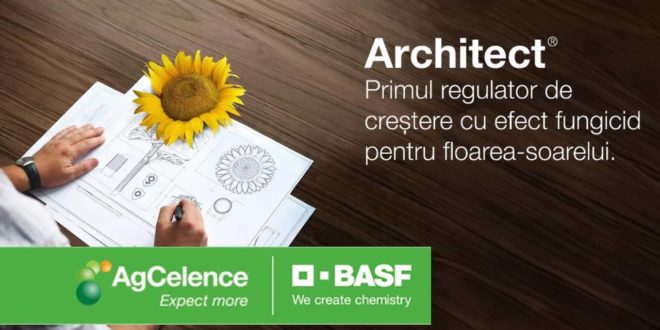 Architect – beneficii de neegalat pentru culturi de floarea-soarelui de cea mai bună calitate