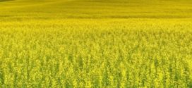 InVigor InV1266 CL – un hibrid Clearfield de rapiță de toamnă, bine adaptat la clima din Republica Moldova // Video