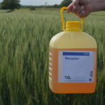 Avertizare fitosanitară de fuzarioza spicelor la cereale – 24 mai