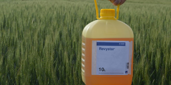 Avertizare fitosanitară de fuzarioza spicelor la cereale – 24 mai