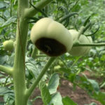 Putregaiul apical (carența de calciu) la legume: cauze, simptome și soluții