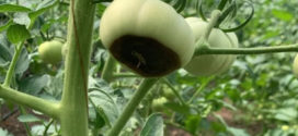 Putregaiul apical (carența de calciu) la legume: cauze, simptome și soluții