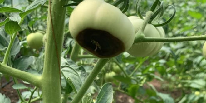 Putregaiul apical (carența de calciu) la legume: cauze, simptome și soluții