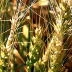 Avertizare fitosanitară de boli la cereale – 27 mai