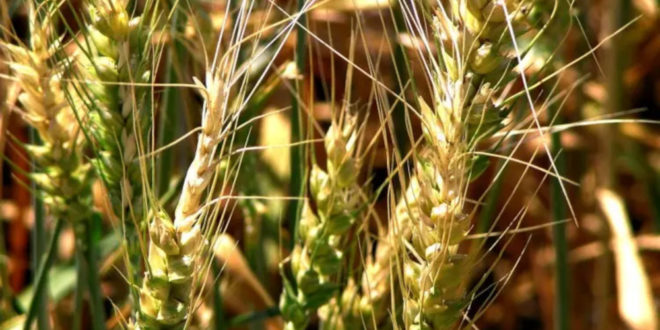 Avertizare fitosanitară de boli la cereale – 27 mai 2025
