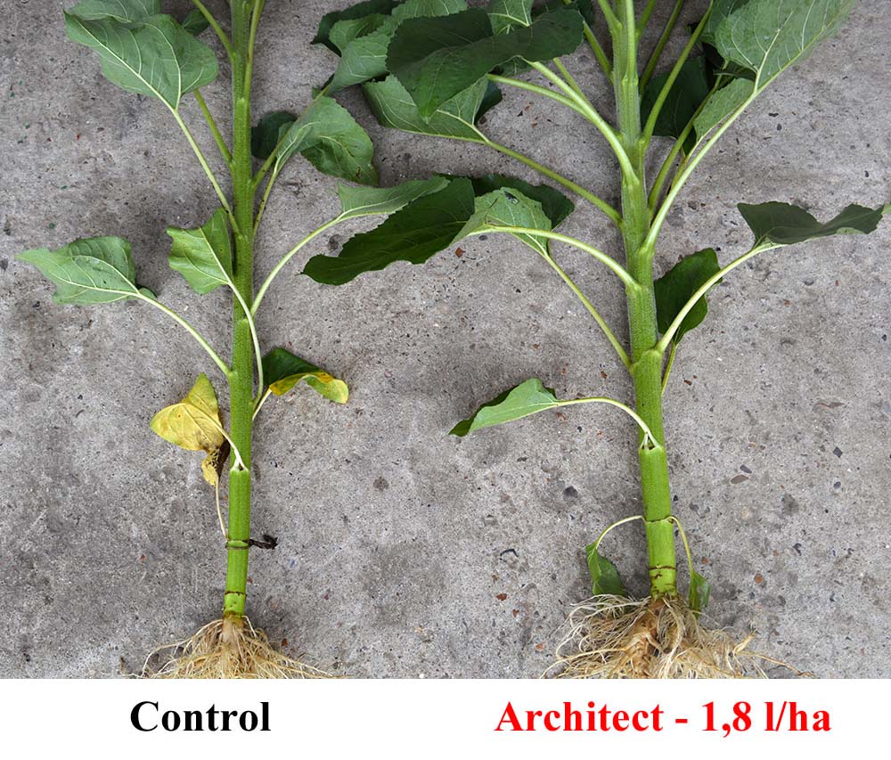 Se observă diferența dintre grosimea tulpinilor față de varianta de control. Aceasta ne permite de a obține plante rezistente la polignire, cât și la alte condiții nefavorabile în perioada de vegetație.