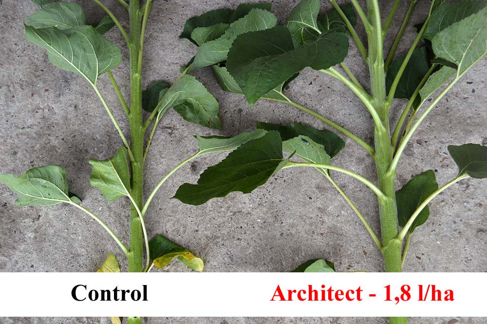 La plantele tratate cu Architect are loc micșorarea lungimii creșterii tulpinei, cu internoduri mai scurte, astfel rezultând o plantă mult mai robustă și cu o arhitectură îmbunătățită, ceea ce permite plantelor de floarea soarelui să fie mai rezistente la condițiile de stres sau secetă.
