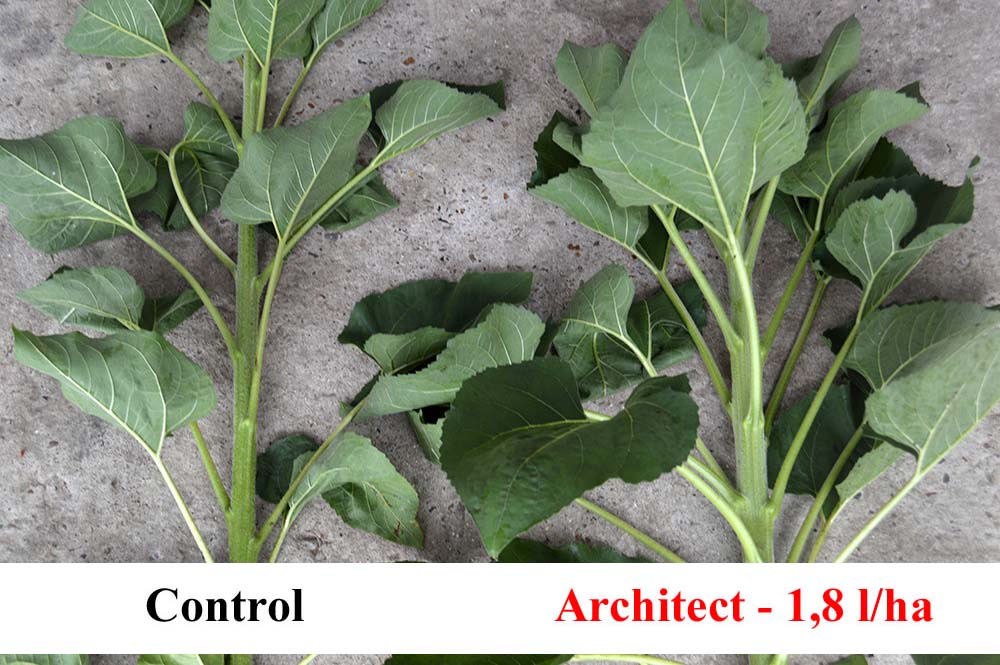Plantele de floarea-soarelui tratate cu Architect au o suprafața foliară mai mare (frunze mai mari), ceea ce ce contribuie la menținerea proceselor metabolice și intensificarea proceselor de fotosinteză.