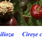 cires-colaj1