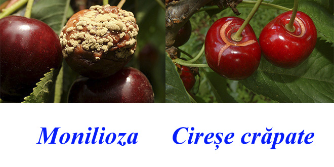 Cum să salvăm recolta de cireșe?
