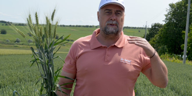 Protecția grâului de toamnă în condițiile anului 2025 în nordul Moldovei