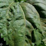 septorioza1